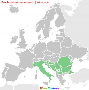 Trachomitum venetum (L.) Woodson